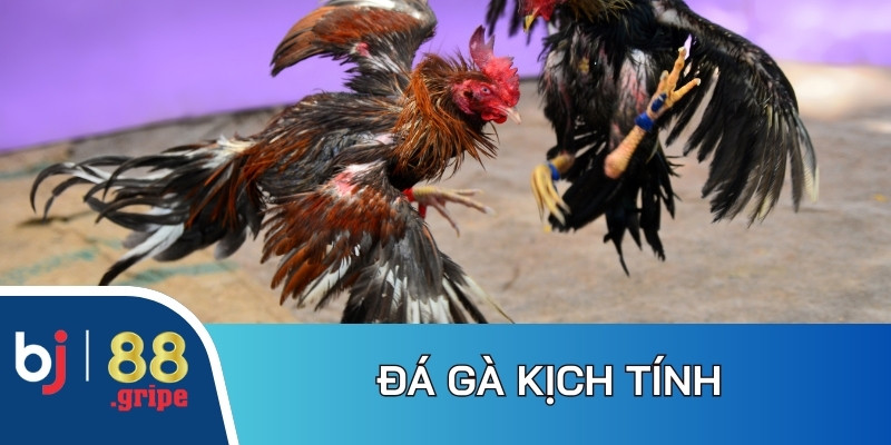 Về chúng tôi BJ88: Nhà cái Casino - Đá gà uy tín 2025 4 Bộ môn đá gà trực tiếp tạo tỷ lệ thưởng cạnh tranh, minh bạch